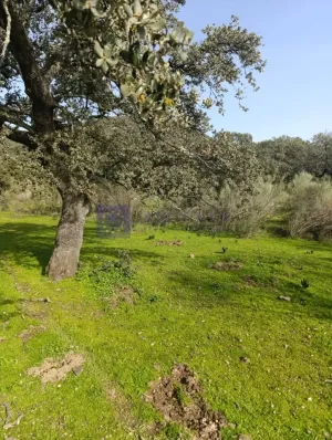 FINCA  110 HECTÁREAS EN LA ZONA DE ALCUESCAR