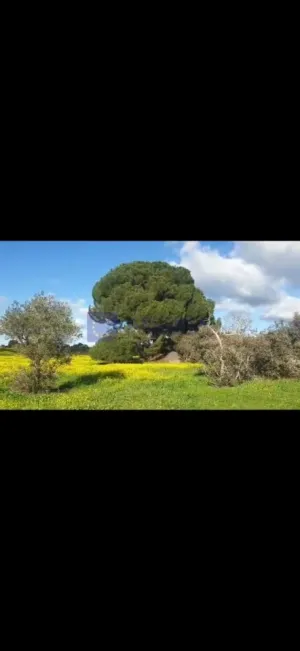 Finca Ganadera 10 ha en Valdesalor