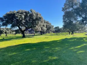 Se vende finca de 340 ha en Montánchez