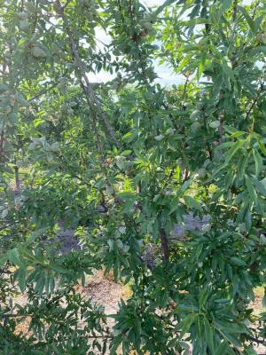 FINCA DE REGADÍO DE ALMENDROS DE 12 HECTÁREAS