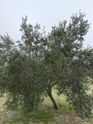 Finca Olivos Espejo (Córdoba)