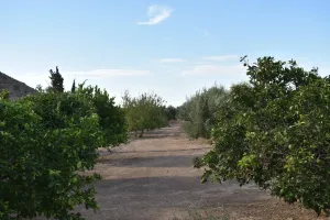 Finca en Torre - Pacheco