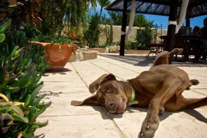 Finca en Benissa - Alicante