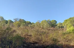 Finca Forestal en Venta Zalamea La Real