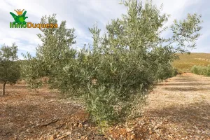 Finca con 3.300 olivos en Cozvijar.