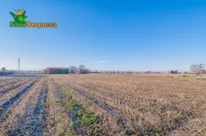 Finca rústica de regadío en la Vega de Granada. (Facil acceso a pie de ctra.)