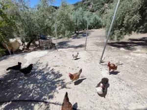 FINCA DE RECREO Y OLIVAR