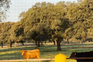 FINCA GANADERA DE 700HA EN EL NORESTE DE CÁCE