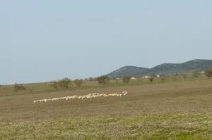 FINCA GANADERA Y DE CULTIVO CERCA DE CÁCERES
