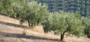 VENTA DE FINCA OLIVAR Y MONTE EN JAÉN