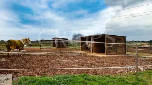 Hípica en venta a menos de 1 hora de Madrid