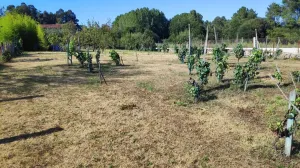 Finca Carballiño con pequeña viña y árboles