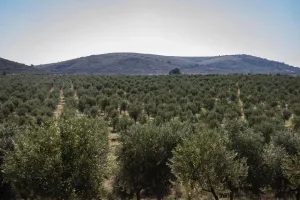 El olivar de San José