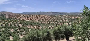 Finca Olivar 100 olivos