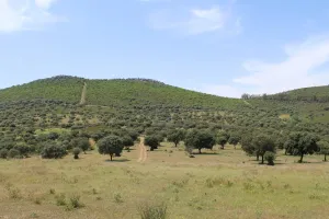 Finca de caza, ganadera, agrícola. Ref. 1548