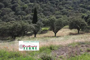 Finca ganadera y cinegética en Espiel