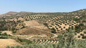 VENTA FINCA DE OLIVAR. CORTIJO DEL ARROYO