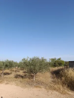 Finca rústica de 30.771 m2 con 500 almendros, 35 oliveras y almacén en Bullas