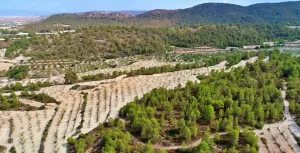HACIENDA RUSTICA CON CASA CORTIJO - MORATALLA