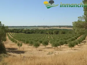 Finca en venta 200 has. labor riego Almendros