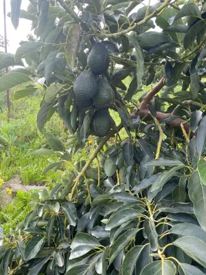 Finca agrícola productiva