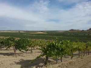 OPORTUNIDAD VENTA DE GRAN FINCA DE REGADIO