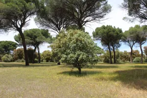 Finca recreo en Valladolid, junto AVE, 1530