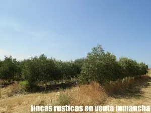 finca en venta 20 has. olivar regadío Toledo