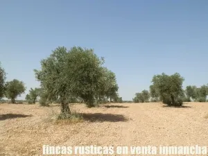 finca en venta 70 has. labor olivar riego