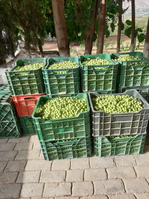 4. Finca premium en plena Costa del Sol