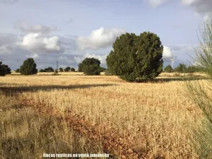 finca en venta 1309 Has. labor caza menor