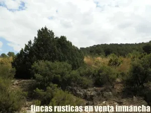 finca en venta 464 has. labor monte Albacete