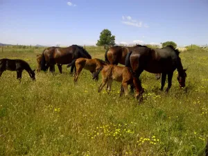 FINCA EN JUILLA