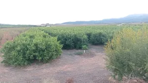 FINCA DE REGADÍO DE LIMONEROS EN MULA