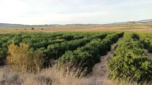 FINCA DE REGADÍO DE POMELOS EN FTE. LIBRILLA