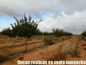 finca en venta 22 has. Pistacho-Labor riego
