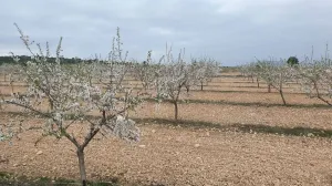 Finca de 300 Hectáreas
