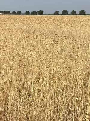 [gestifincarustica] - Tierra calma de  labor