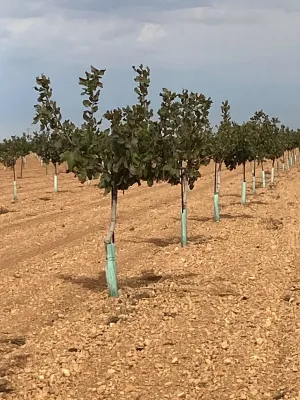 [gestifincarustica] - Tierra plantada de pist