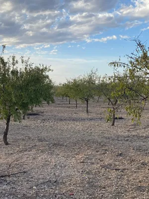 [gestifincarustica] - almendros regadio