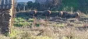 Finca rustica junto al pueblo