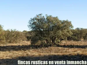 finca en venta 106 has. labor monte en Toledo