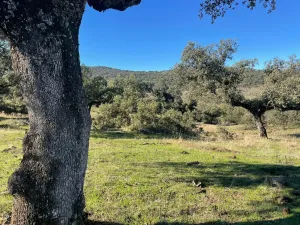 FINCA GANADERA Y CINEGÉTICA EN VENTA