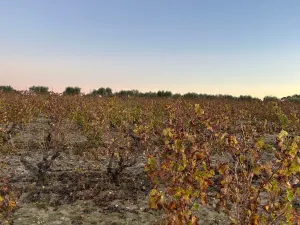 Finca con pozo Bollullos Par del Condado