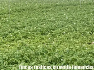 finca en venta 28 has. labor riego en Villena