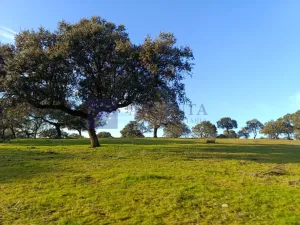 Finca Ganadera de 100 ha en Torrejoncillo