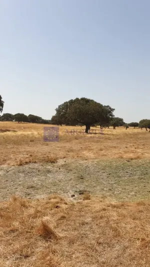 Finca Ganadera 600 ha Alcuéscar
