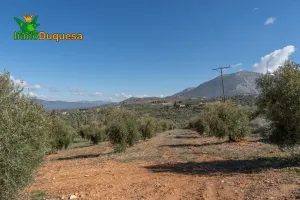 Finca rústica en Cogollos Vega (con toma de luz y agua en la entrada)