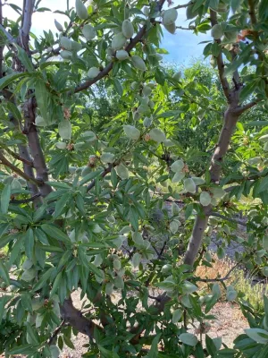FINCA DE REGADÍO DE ALMENDROS DE 12 HECTÁREAS
