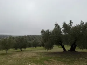 Finca Olivos Espejo (Córdoba)